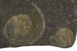 Dactylioceras Ammonite Cluster - Posidonia Shale, Germany #100248-1